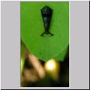 Mystacides azurea - Koecherfliege 01.jpg